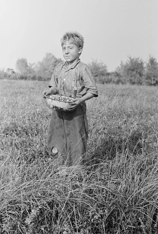 boy harvesting cranberries in new jersey cranberry bog 1938