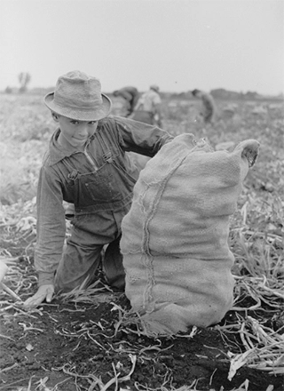 boy harvesting onions from minnesota onion field, 1939