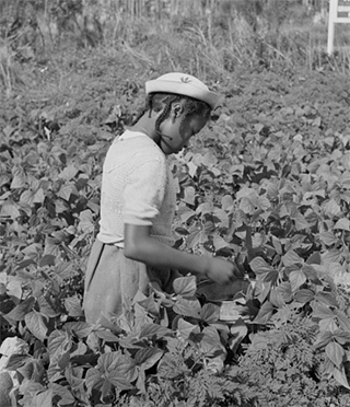 nine-year-old-child picking beans,1939